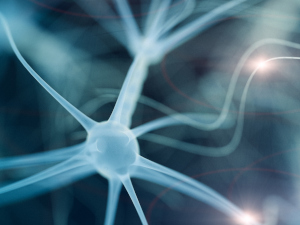 Tagesseminar – Positive Neuroplastizität: Die Rolle des Nervensystems ...